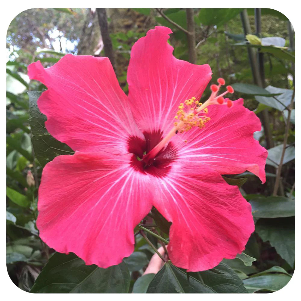 Hibiscus Flower seeds for Planting Perfect for Borders Heirloom & GMO Free Seeds for Home Garden