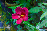 Cannabinus Flower seeds for Planting Vibrant Colors Heirloom & GMO Free Seeds for Home Garden