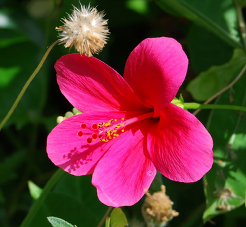 Pink Hibiscus Flower seeds for Planting Long Bloom Season Heirloom & GMO Free Seeds for Home Garden