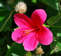Thick Pink Hibiscus Flower seeds for Planting - Cottage Garden Essential, Heirloom & GMO Free Seeds for Home Garden