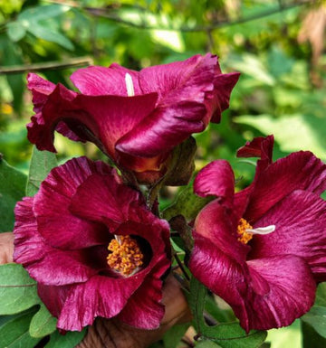 Maroon Hibiscus Flower seeds for Planting - Wildflower Mix, Heirloom & GMO Free Seeds for Home Garden