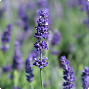 Hidcote Blue Lavender seeds Lavandula angustifolia purple flowers
