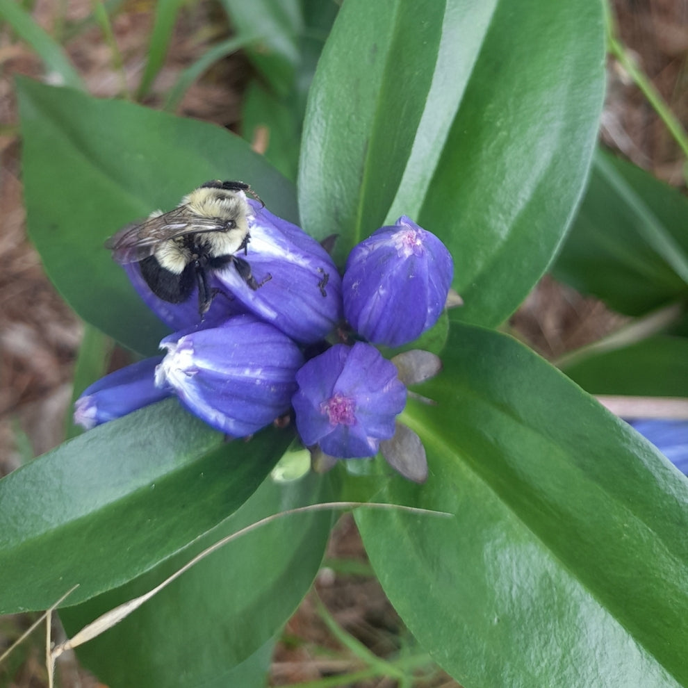 Gentian Flower seeds for Planting - Colorful Display, Heirloom & GMO Free Seeds for Home Garden