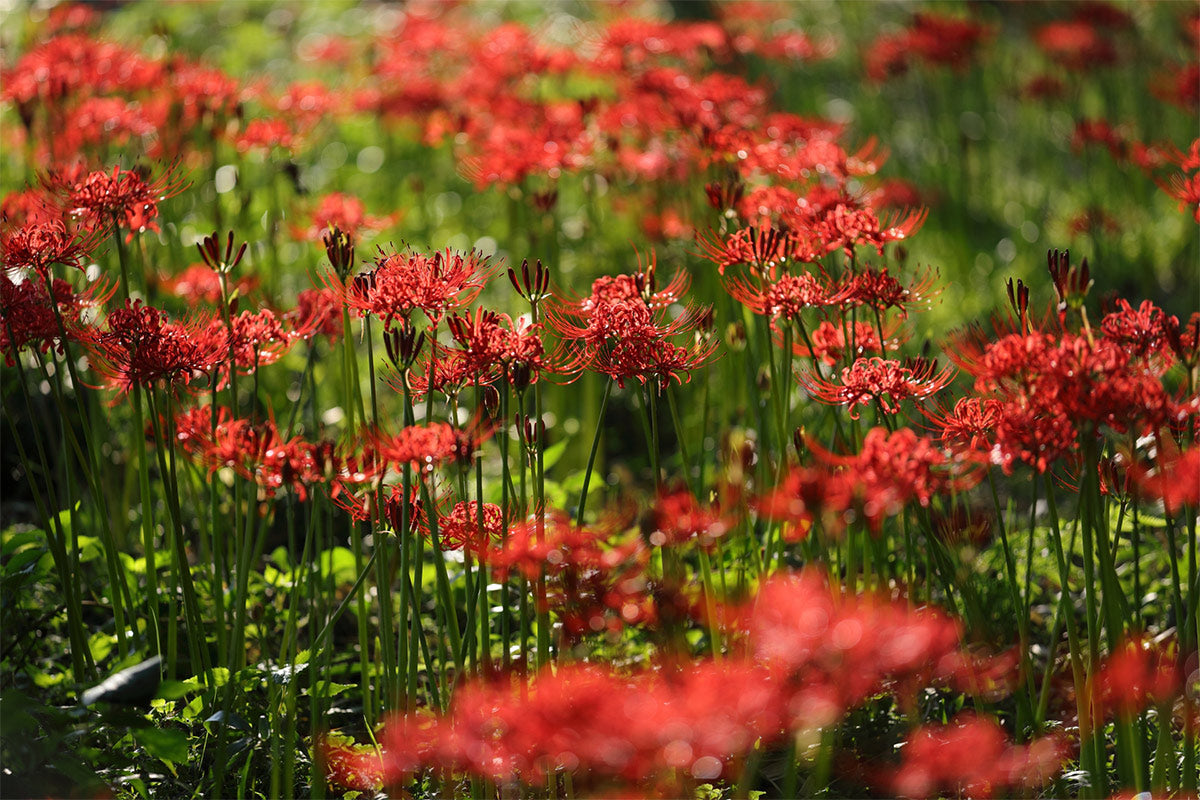 Mixed Higanbana Flower Seeds for Planting Drought Tolerant Heirloom & GMO Free Seeds for Home Garden
 
 Sale