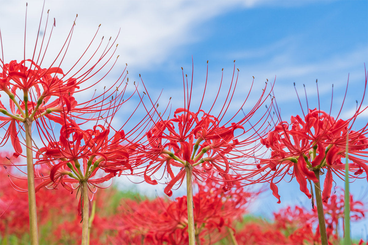 Mixed Higanbana Flower Seeds for Planting Drought Tolerant Heirloom & GMO Free Seeds for Home Garden
 
 Sale