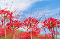 Mixed Higanbana Flower Seeds for Planting Drought Tolerant Heirloom & GMO Free Seeds for Home Garden
 
 Sale