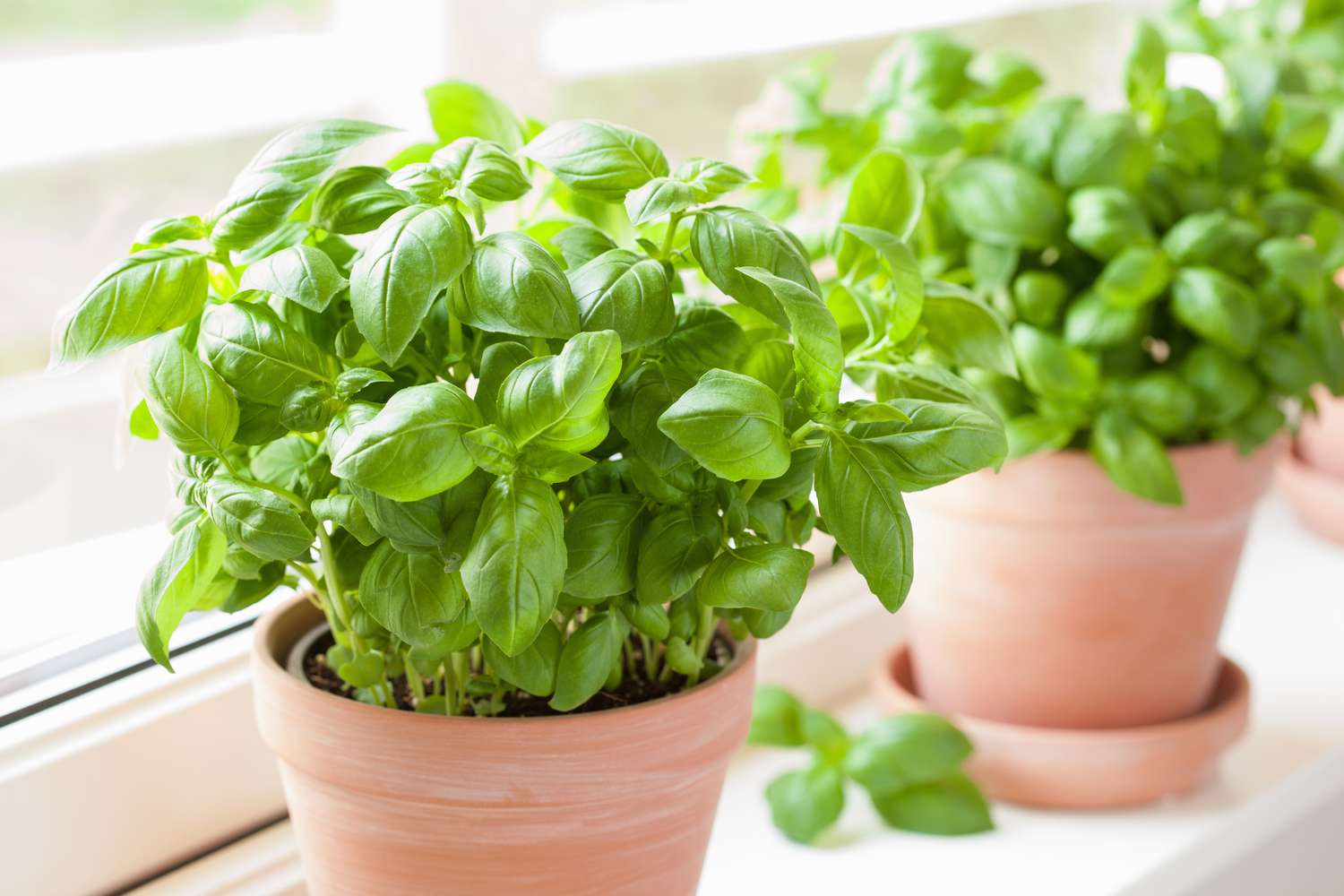 High germination basil seeds for planting