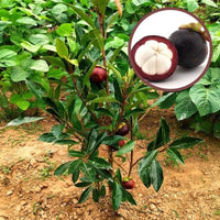 Mangosteen Seeds for Planting - Exotic Fruit Seeds for Home Garden