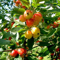 Himalayan crabapple seeds flowering tree branch with white blooms