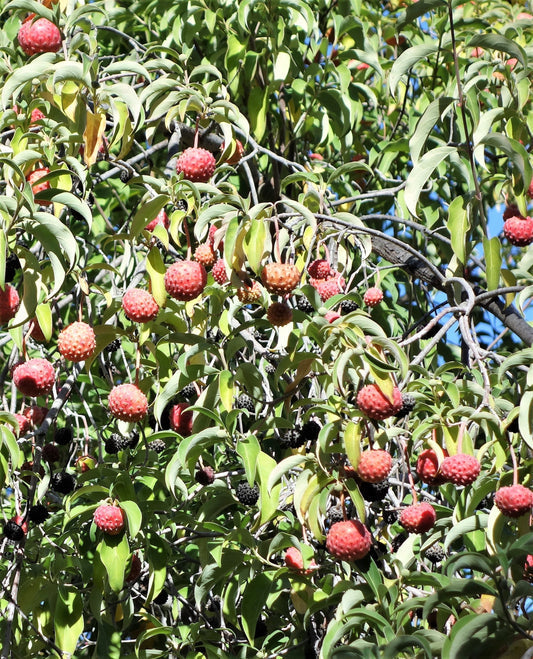 Himalayan Dogwood (Cornus capitata) seeds for planting