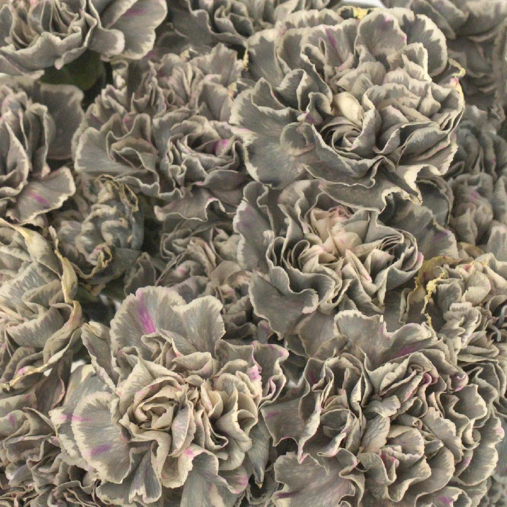 Gray Carnations Flower seeds for Planting Bright Blooms Heirloom & GMO Free Seeds for Home Garden 
 
 Sale