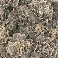 Gray Carnations Flower seeds for Planting Bright Blooms Heirloom & GMO Free Seeds for Home Garden 
 
 Sale