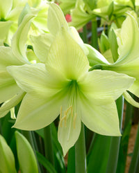 Green Hippeastrum Rutilum Flower seeds for Planting - Easy to Grow, Heirloom & GMO Free Seeds for Home Garden