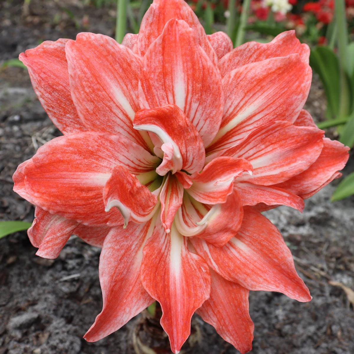 Hippeastrum Flower seeds for Planting Compact Growth Heirloom & GMO Free Seeds for Home Garden 
 
 Sale