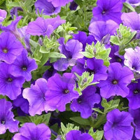 Light Blue Petunia Flower seeds for Planting Easy to Grow Heirloom & GMO Free Seeds for Home Garden