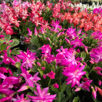 Violet Schlumbergera Flower seeds for Planting - Garden Favorite, Heirloom & GMO Free Seeds for Home Garden