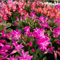 Zygocactus Truncatus Flower seeds for Planting Sun Loving Heirloom & GMO Free Seeds for Home Garden