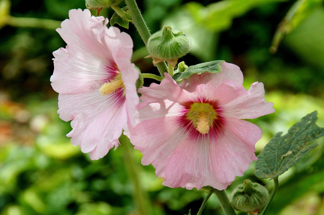 Light Pink Hollyhock Flower seeds for Planting - Fragrant Blossoms, Heirloom & GMO Free Seeds for Home Garden