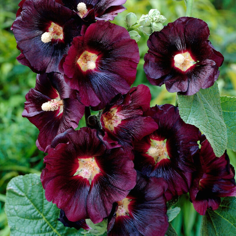 Purple Hollyhock Flower seeds for Planting - Sun Loving, Heirloom & GMO Free Seeds for Home Garden