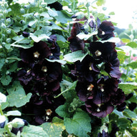Black Hollyhock Flower seeds for Planting - Pollinator Friendly, Heirloom & GMO Free Seeds for Home Garden