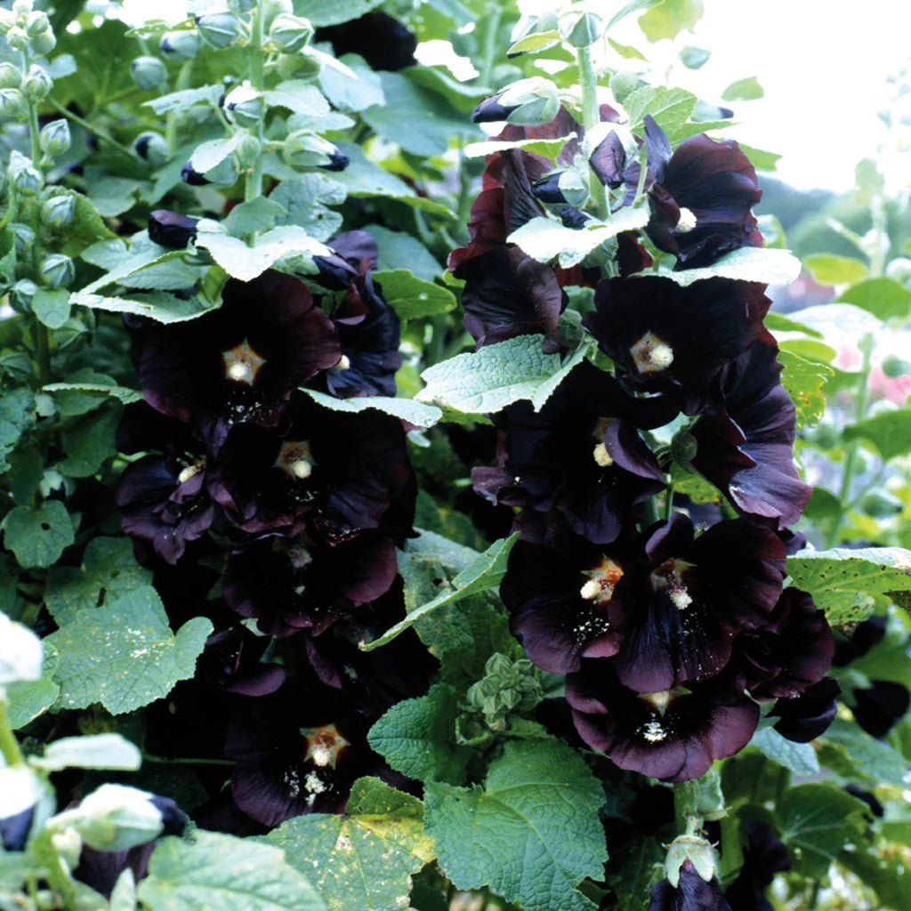 Black Hollyhock Flower seeds for Planting Shade Tolerant Heirloom & GMO Free Seeds for Home Garden 
 
 Sale
