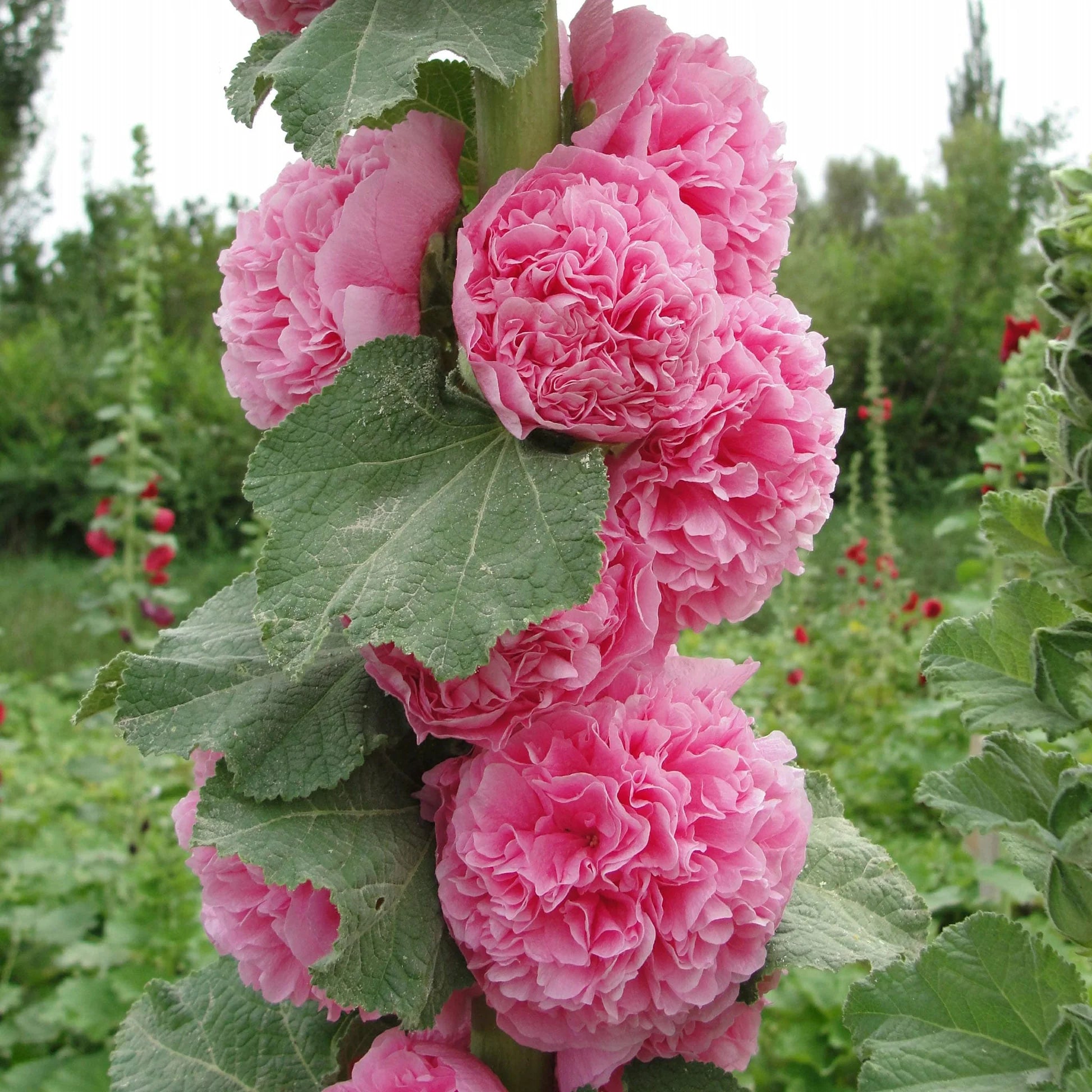 Mixed Hollyhock Double Flower seeds for Planting - Perfect for Borders, Heirloom & GMO Free Seeds for Home Garden