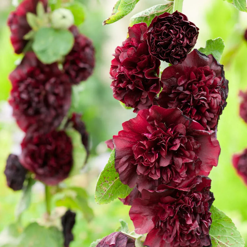 Dark Brown Althaea Rosea growing in garden borders