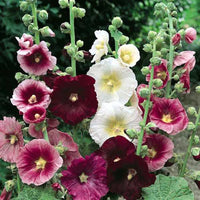 Heirloom Hollyhock Flower seeds for Planting Easy to Grow Heirloom & GMO Free Seeds for Home Garden