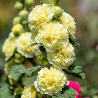 Yellow Hollyhock Flower seeds for Planting - Colorful Display, Heirloom & GMO Free Seeds for Home Garden