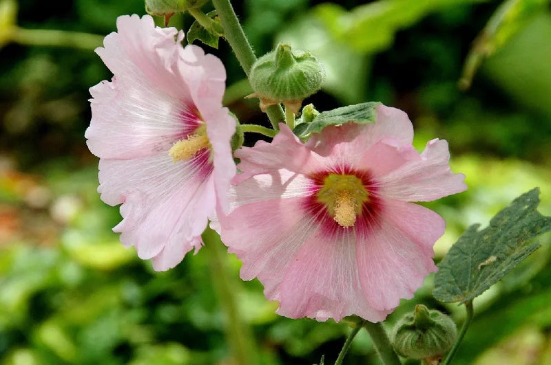 Pale Pink Hollyhock Flower seeds for Planting - Long Bloom Season, Heirloom & GMO Free Seeds for Home Garden