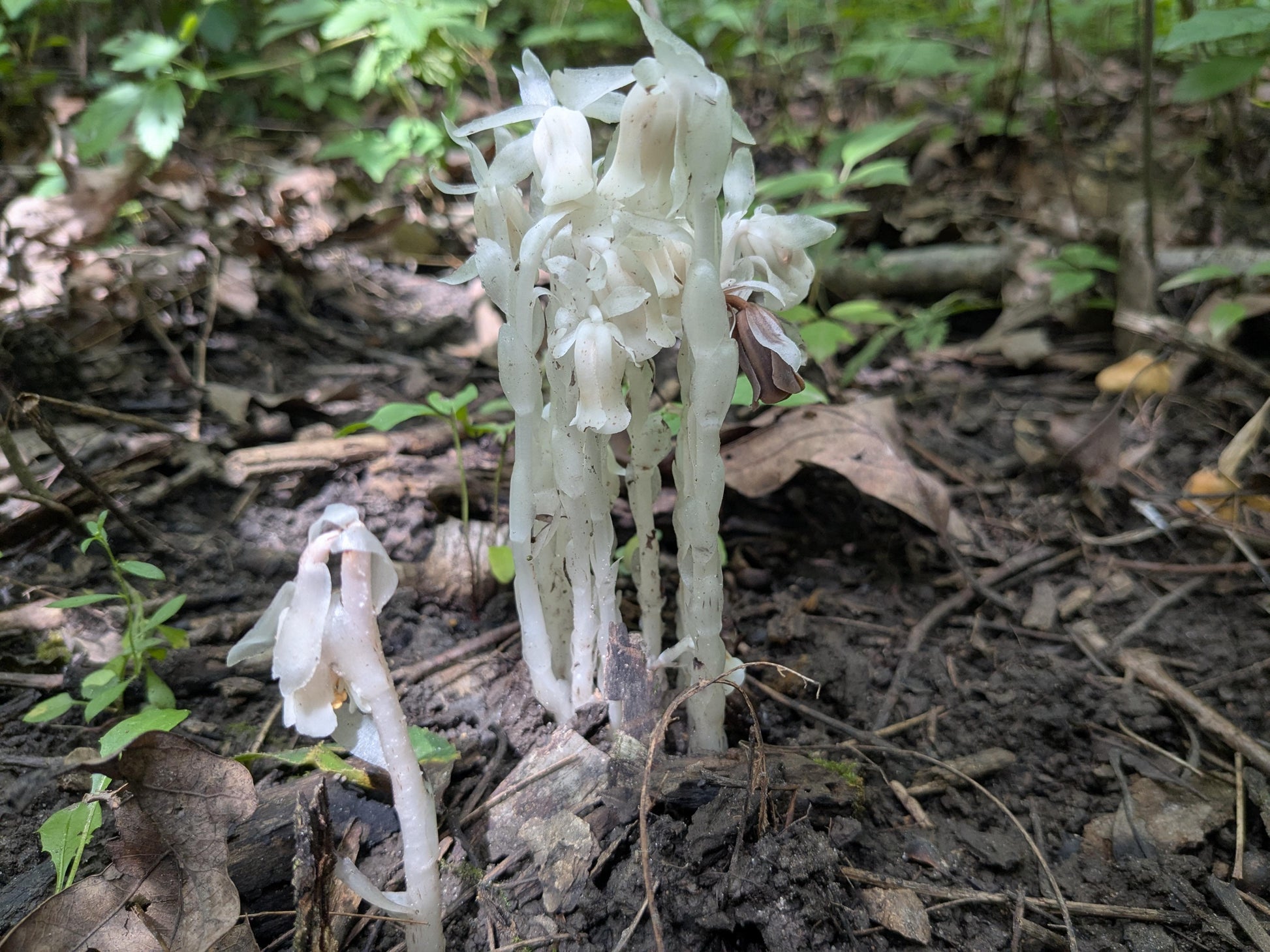 Monotropa Uniflora Seeds - Planting the Enigmatic Indian Pipe Flower