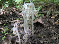 Monotropa Uniflora Seeds - Planting the Enigmatic Indian Pipe Flower