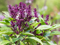 Violet Ocimum Flower seeds for Planting - Cottage Garden Essential, Heirloom & GMO Free Seeds for Home Garden