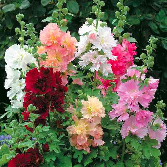 Mixed Hollyhock Flower seeds for Planting Vibrant Colors Heirloom & GMO Free Seeds for Home Garden 
 
 Sale