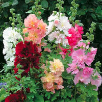 Mixed Hollyhock Flower seeds for Planting Vibrant Colors Heirloom & GMO Free Seeds for Home Garden 
 
 Sale