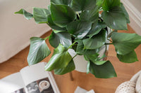 Green Homalomena Flower seeds for Planting - Garden Favorite, Heirloom & GMO Free Seeds for Home Garden