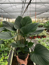 Green Homalomena Flower seeds for Planting - Garden Favorite, Heirloom & GMO Free Seeds for Home Garden