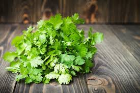 Home herb garden with cilantro plants