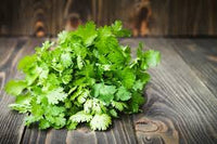Home herb garden with cilantro plants
