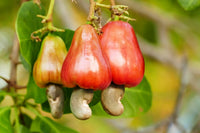Homegrown cashew tree thriving in garden