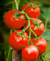 Homestead tomato plants grown from heirloom seeds