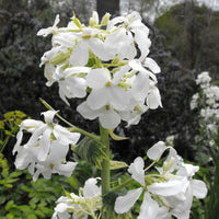Lunaria Annua Variegata Money Flower seeds for Planting - Premium Quality, Heirloom & GMO Free Seeds for Home Garden