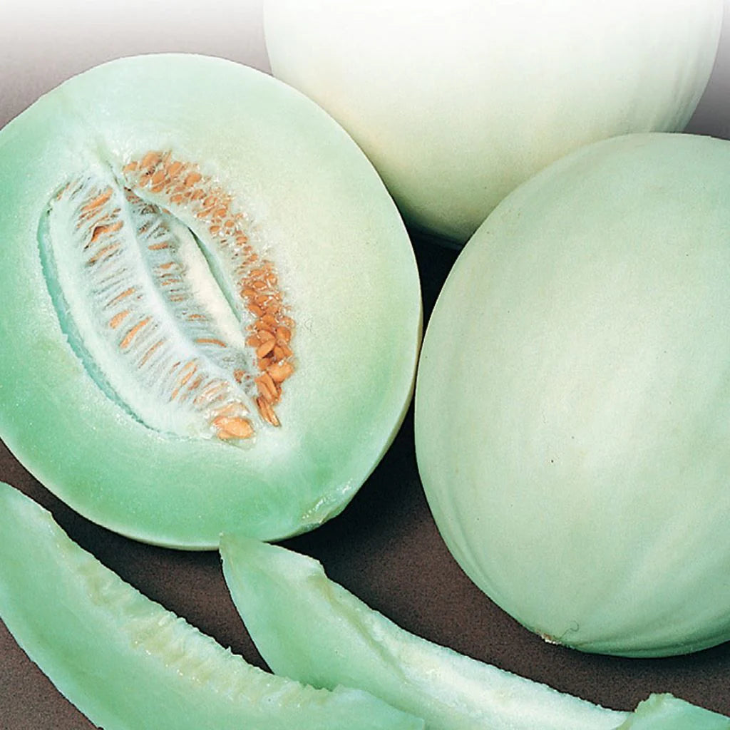 Planting Green Honeydew Melon Seeds, Easy Growing Instructions