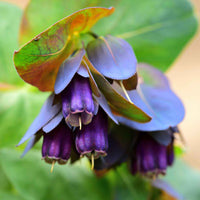 Blue Shrimp Flower seeds for Planting - Seasonal Bloomer, Heirloom & GMO Free Seeds for Home Garden