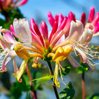 Honeysuckle Flower seeds for Planting - Long Bloom Season, Heirloom & GMO Free Seeds for Home Garden