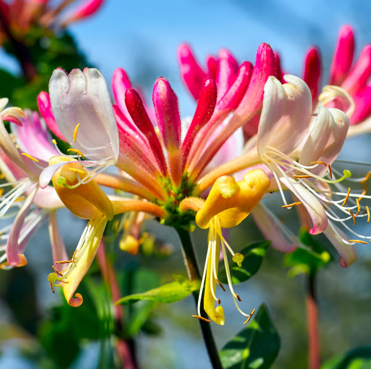 Honeysuckle Flower seeds for Planting Premium Quality Heirloom & GMO Free Seeds for Home Garden