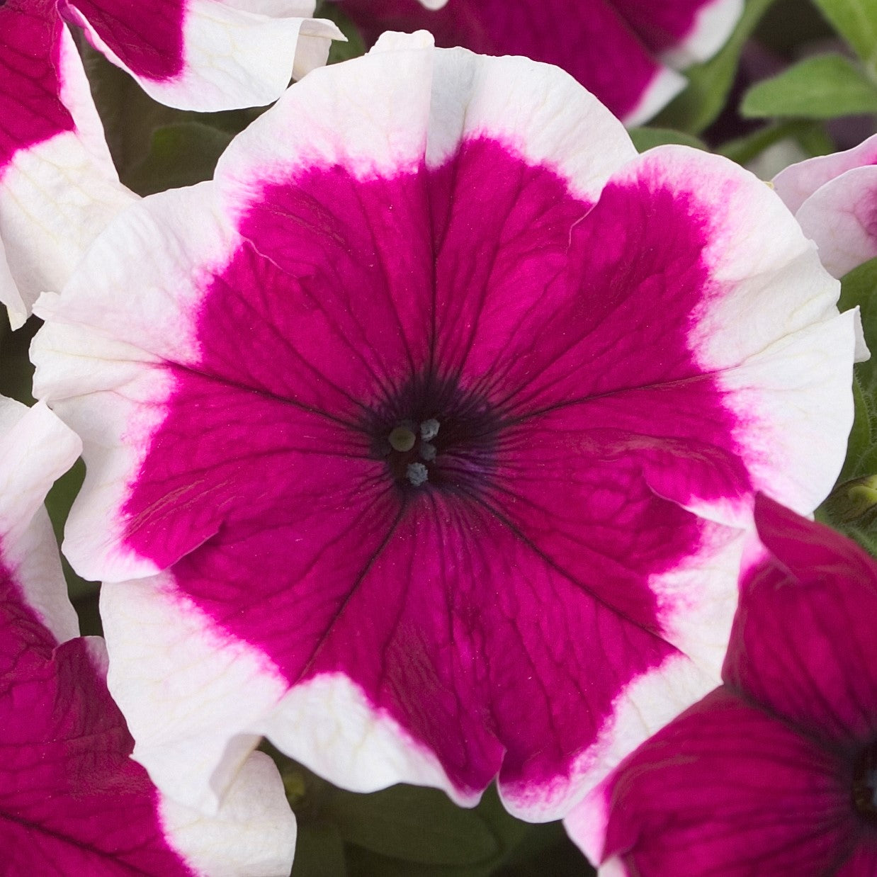 White Purple Petunia Flower seeds for Planting Garden Favorite Heirloom & GMO Free Seeds for Home Garden