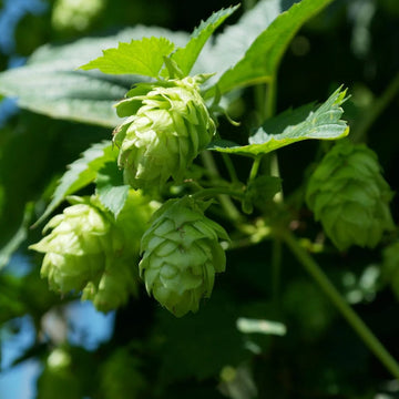 Khaki Green Humulus Lupulus Flower seeds for Planting Fragrant Blossoms Heirloom & GMO Free Seeds for Home Garden 
 
 Sale
