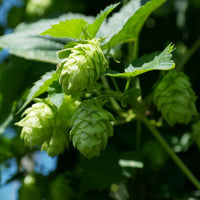 Green Hop Flower Seeds for Planting  and Gardening