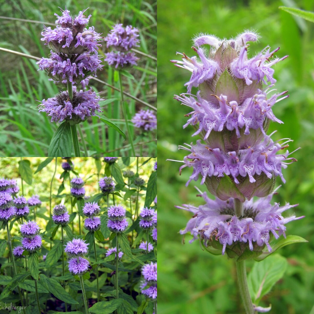 Horsemint Blephilia ciliata seeds
